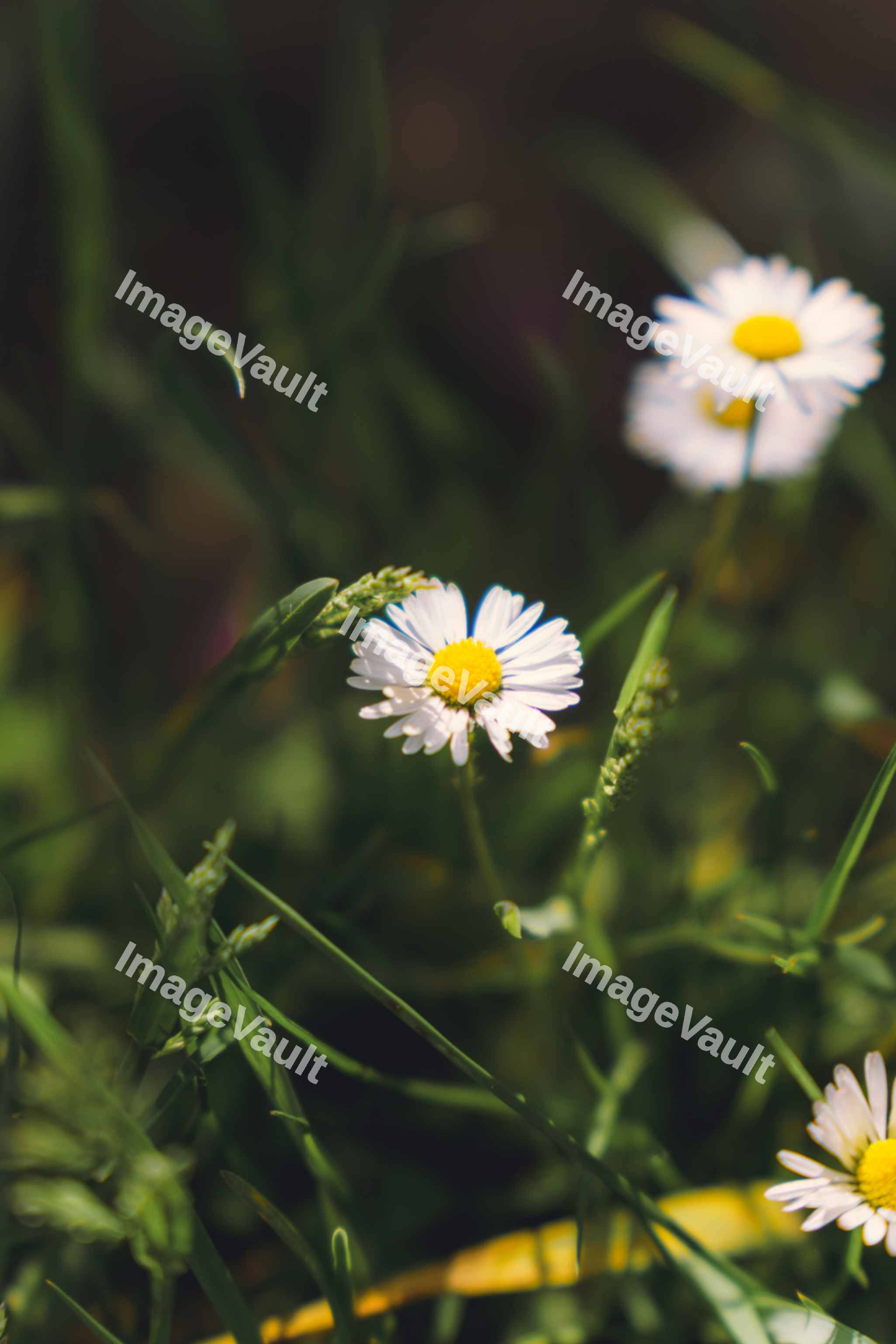 Daisies